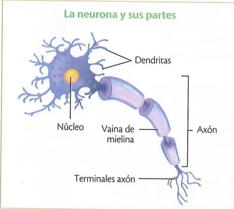 Figura 2 de Ciencias Naturales · 10 EGB · 2024