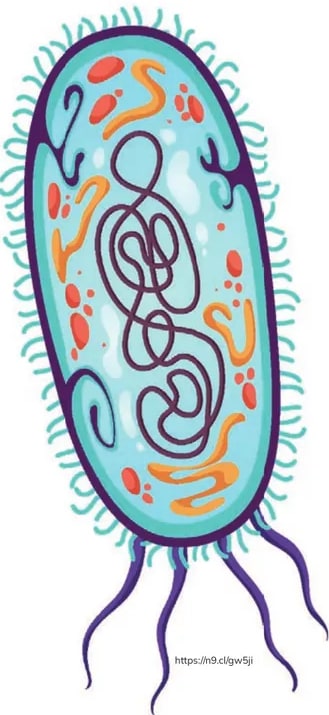 Ilustración de una célula procarionte alargada con cilios y flagelos visibles, mostrando material genético enredado y partículas ribosómicas dentro.