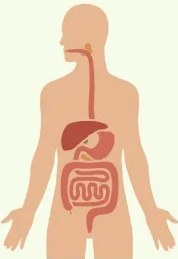 Cuadro de palabras para el ejercicio 9 con órganos del sistema excretor subrayados: riñones, uréteres, uretra, vejiga.