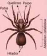 Araña con etiquetas de patas articuladas, cefalotórax, abdomen, ojos.