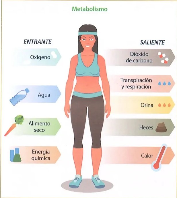 Figura 2 de Ciencias Naturales · 8 EGB · 2025