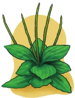 Ilustración del llantén: roseta de hojas anchas con nervaduras paralelas y varias espigas florales saliendo del centro.