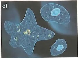 Figura 3 de Ciencias Naturales · 8 EGB · 2025