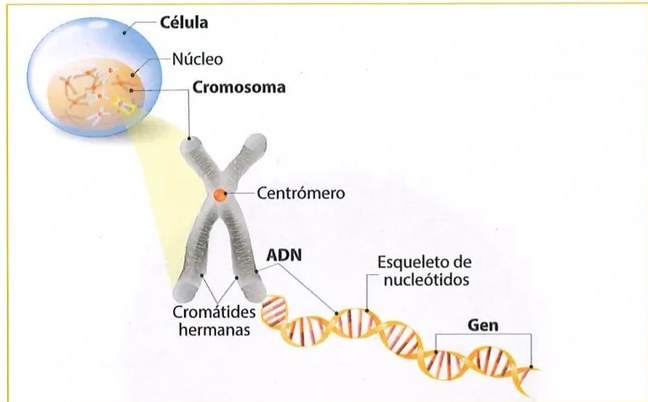 Figura 2 de Ciencias Naturales · 9 EGB · 2024