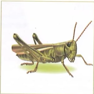 Figura 3 de Ciencias Naturales · 10 EGB · 2024