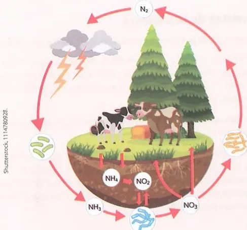 Figura 2 de Ciencias Naturales · 8 EGB · 2025