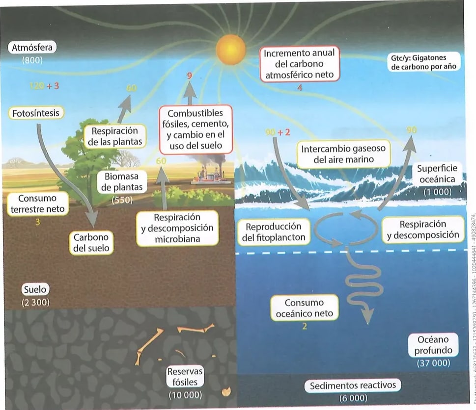 Figura 1 de Ciencias Naturales · 8 EGB · 2025