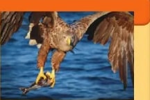 Figura 4 de Ciencias Naturales · 6 EGB · 2025