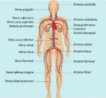 Figura 5 de Ciencias Naturales · 5 EGB · 2024