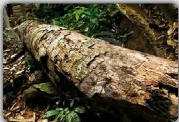 Franja decorativa con motivos geométricos andinos en colores tierra y verde, que sirve de borde inferior de la página.