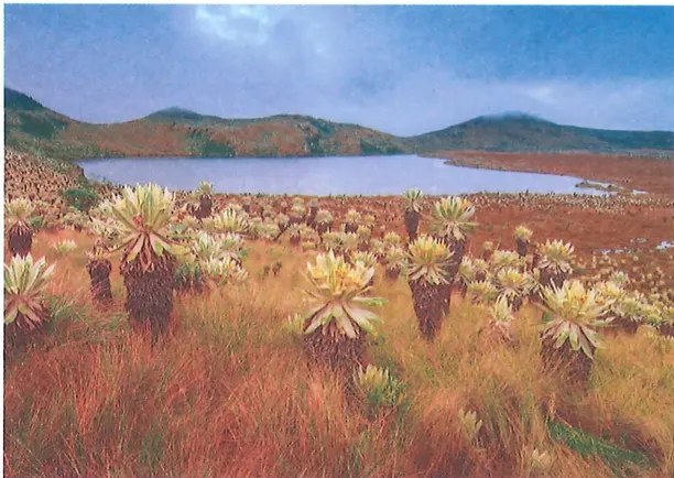 Fotografía del bosque nublado de Yunguilla, ilustrando el ecosistema de bosque montano andino con densa vegetación y niebla. Crédito: margen izquierdo con caracteres de Shutterstock (número parcialmente detectado).