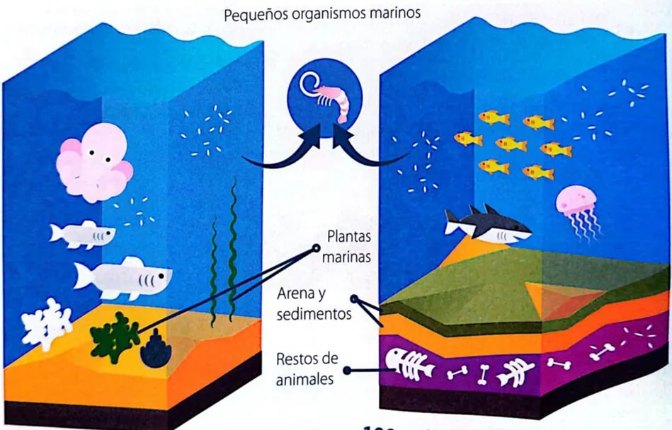 Figura 3 de Ciencias Naturales · 4 EGB · 2025