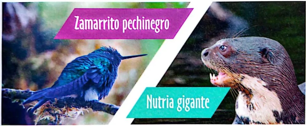Foto de una nutria gigante mostrando sus dientes.