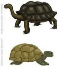 Imagen del documental con una tortuga en su hábitat.