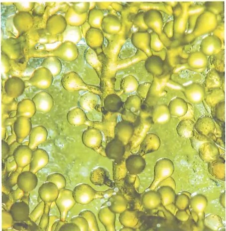 Figura 3 de Ciencias Naturales · 9 EGB · 2024