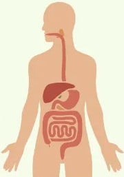 Diagrama anatómico del sistema digestivo humano mostrando órganos principales.