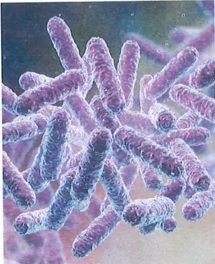 Figura 3 de Ciencias Naturales · 9 EGB · 2024