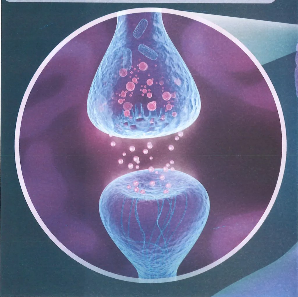 Figura 2 de Ciencias Naturales · 7 EGB · 2024