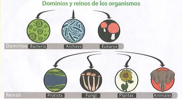 Figura 3 de Ciencias Naturales · 8 EGB · 2025