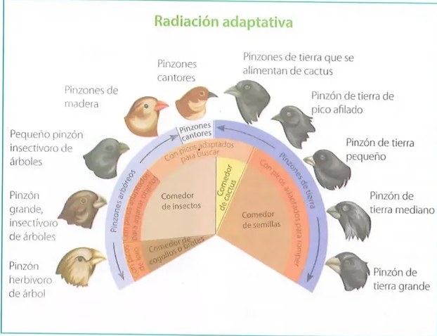 Figura 2 de Ciencias Naturales · 10 EGB · 2024
