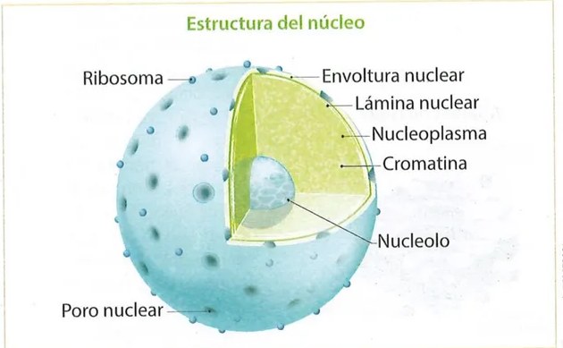 Figura 2 de Ciencias Naturales · 9 EGB · 2024