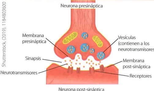 Figura 2 de Ciencias Naturales · 7 EGB · 2024