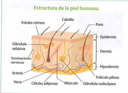 Figura 2 de Ciencias Naturales · 8 EGB · 2025