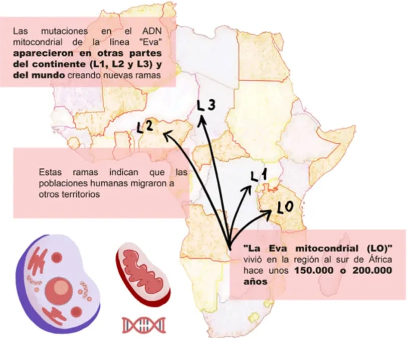 Mapa de África con flechas indicando rutas de los haplogrupos L0, L1, L2 y L3.