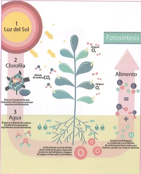 Figura 3 de Ciencias Naturales · 8 EGB · 2025