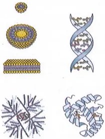 Figura 2 de Ciencias Naturales · 9 EGB · 2024