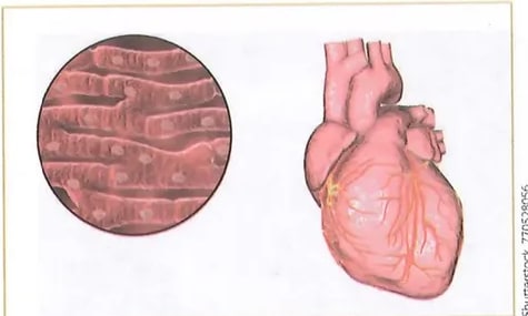 Figura 3 de Ciencias Naturales · 8 EGB · 2025