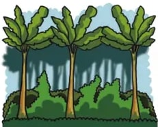 Ilustración alusiva a plantas o saberes curativos.