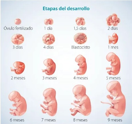 Figura 2 de Ciencias Naturales · 6 EGB · 2025