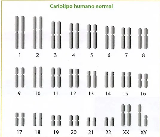 Figura 4 de Ciencias Naturales · 9 EGB · 2024