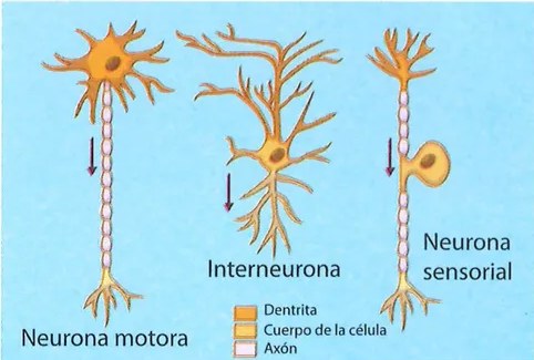 Figura 2 de Ciencias Naturales · 7 EGB · 2024