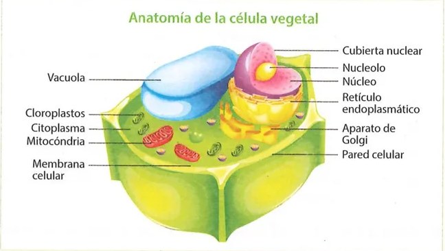 Figura 2 de Ciencias Naturales · 9 EGB · 2024