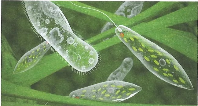 Figura 2 de Ciencias Naturales · 9 EGB · 2024
