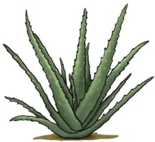 Ilustración de la sábila/aloe: hojas carnosas verdes en roseta, con espinas en los bordes y unas flores rojo-anaranjadas saliendo de la base.