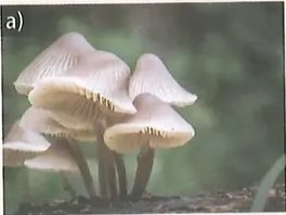 Figura 1 de Ciencias Naturales · 8 EGB · 2025