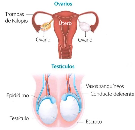 Figura 2 de Ciencias Naturales · 7 EGB · 2024
