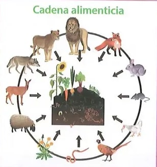 Figura 1 de Ciencias Naturales · 8 EGB · 2025