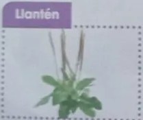 Diagrama de mapa mental vacío con 'Plantas medicinales' en el centro y cuatro recuadros conectados.