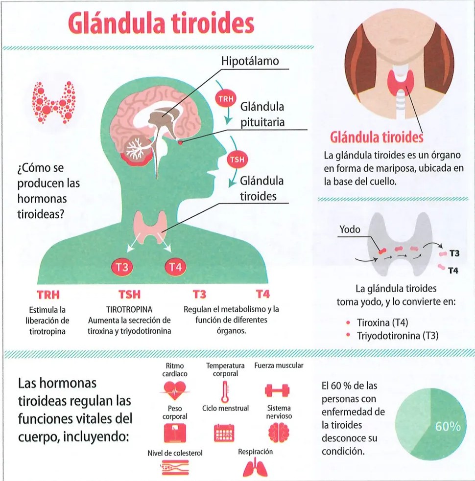 Figura 2 de Ciencias Naturales · 7 EGB · 2024