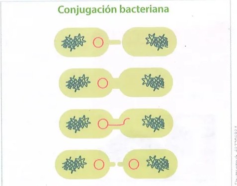 Figura 4 de Ciencias Naturales · 9 EGB · 2024