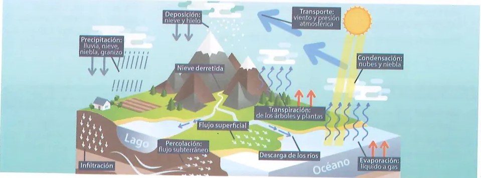Figura 2 de Ciencias Naturales · 8 EGB · 2025