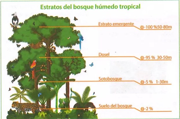 Figura 2 de Ciencias Naturales · 9 EGB · 2024
