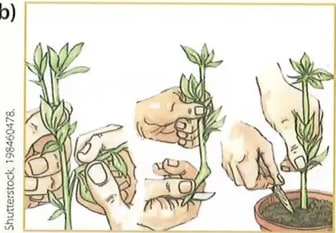 Figura 2 de Ciencias Naturales · 8 EGB · 2025