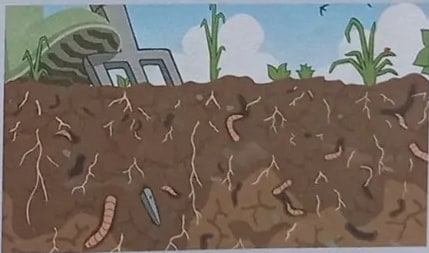 Diagrama con 'Invertebrados' arriba y los seis grupos con iconos: gusanos, artrópodos, celentéreos, equinodermos, moluscos, esponjas.