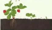 Fotografía de planta de frutilla con estolones visibles para el ejercicio 6.