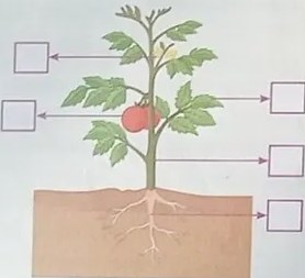 Figura 4 de Ciencias Naturales · 3 EGB · 2024